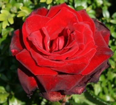 Роза чайно-гибридная Зоммердуфт