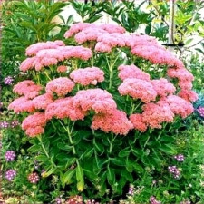 Саженцы очитков (седумов)