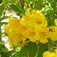 Саженцы кампсиса