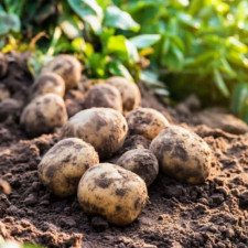 Картофель посадочный