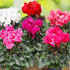 Луковицы цикламена