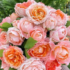 Розы японской селекции