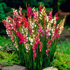 Луковицы иксии