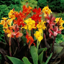 Саженцы канны