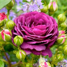 Розы флорибунда