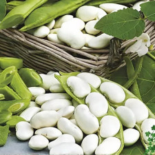 Семена фасоли