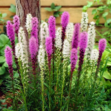 Луковицы лиатриса