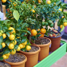 Саженцы цитрусовых растений
