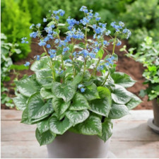 Саженцы бруннеры