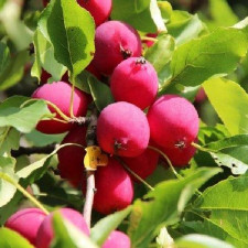 Саджанці райської яблуні