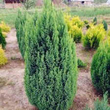 Саженцы кипарисовика