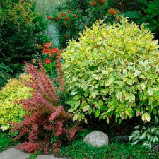 Декоративные кустарники