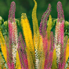 Саженцы эремуруса