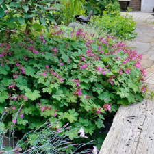 Саженцы герани