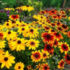 Саженцы рудбекии