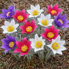 Саженцы сон-травы (прострела)