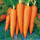 Семена моркови