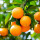 Саджанці апельсину