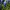 Мускари Латифолиум Latifolium