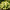 Гортензия метельчатая Gardenlight Lemonlight
