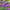 Буддлея Давида Violet Cascade