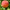 Персик Флеминг Фьюри PF 15A Персик Флеминг Фьюри PF 15A