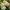 Гортензия метельчатая  Panorama