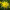 Хризантема крупноквіткова Spiro Yellow