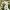Роза чайно-гибридная Мадам Анизет