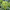 Морозник восточный Yellow Wilgenbroek