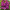 Сирень обыкновенный Индия