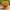 Хризатема мультифлора Branfountain Apricot