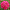 Пион Patio Peony London
