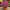 Хризпнтема мультифлора Lively Pink Bicolor