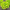Гейхера гібридна Lime Ruffles