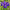 Ирис Hollandica Discovery Purple