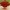 Хризантема мультифлора Branhill Red