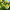 Гортензия метельчатая Gardenlight Lemonlight