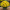 Хризантема мультифлора Bransound Lemon