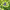 Гортензия крупнолистная Magical Lacecap Edgy Green Blue