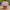 Хризантема мультифлора Podium Pink Bicolor