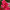 Дипладения  Mandevilla Agathe XXL Rose & Pink