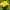 Хризантема веточная Altaj Yellow