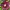 Морозник Anemone Purple Red