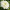Хризантема крупноцветковая Romance White