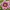 Морозник восточный Double Pink Spotted