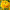 Ранункулюс Tomer Yellow