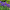 Ирис Hollandica Discovery Purple