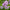 Бузок Мейєра Flowerfesta Pink