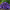 Гейхера Forever Purple